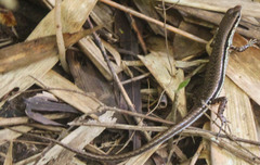 Sphenomorphus maculatus