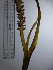 Lachenalia mutabilis