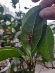 Epidaus sexspinus