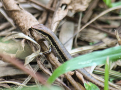 Sphenomorphus maculatus