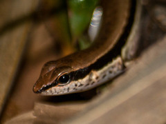 Sphenomorphus maculatus