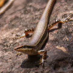 Sphenomorphus maculatus