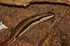 Sphenomorphus maculatus