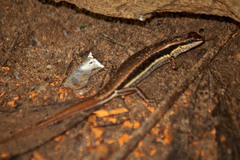 Sphenomorphus maculatus