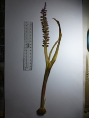 Lachenalia mutabilis