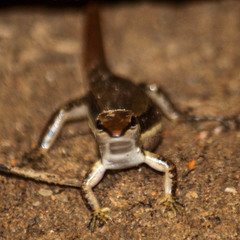 Sphenomorphus maculatus