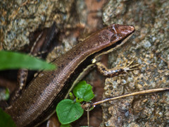 Sphenomorphus maculatus