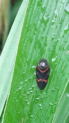Okiscarta uchidae