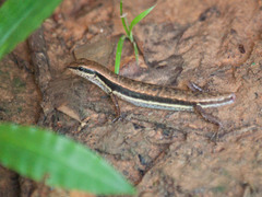 Sphenomorphus maculatus