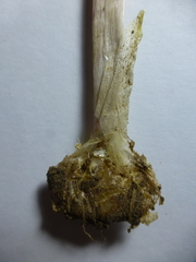 Lachenalia mutabilis