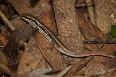 Sphenomorphus maculatus