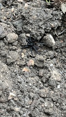 Seqocrypta jakara