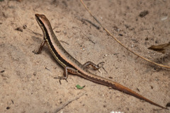 Sphenomorphus maculatus