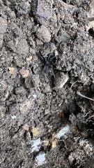 Seqocrypta jakara