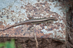 Sphenomorphus maculatus