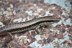 Sphenomorphus maculatus