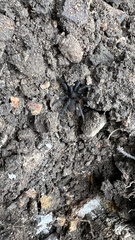 Seqocrypta jakara