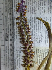 Lachenalia mutabilis