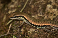 Sphenomorphus maculatus