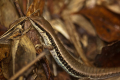 Sphenomorphus maculatus