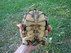 Hydromedusa tectifera