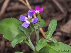 Malcolmia chia