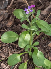 Malcolmia chia