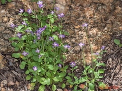 Malcolmia chia