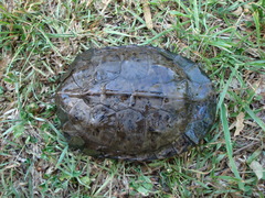 Hydromedusa tectifera