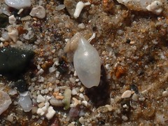 Austroginella translucida