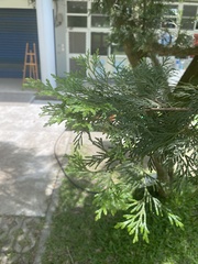 Calocedrus formosana