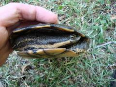 Hydromedusa tectifera