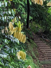 Millettia pachycarpa