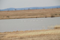 Cygnus columbianus bewickii