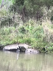 Microcarbo melanoleucos