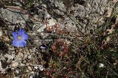 Linum austriacum tommasinii