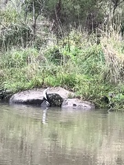 Microcarbo melanoleucos