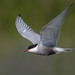 Whiskered Tern - Photo (c) Paul Cools, some rights reserved (CC BY-NC), uploaded by Paul Cools