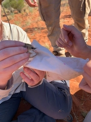 Sminthopsis crassicaudata