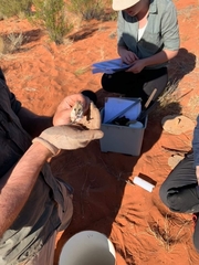 Sminthopsis crassicaudata