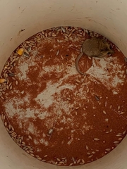 Sminthopsis crassicaudata