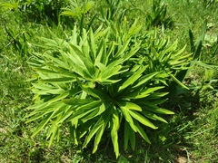 Helleborus purpurascens