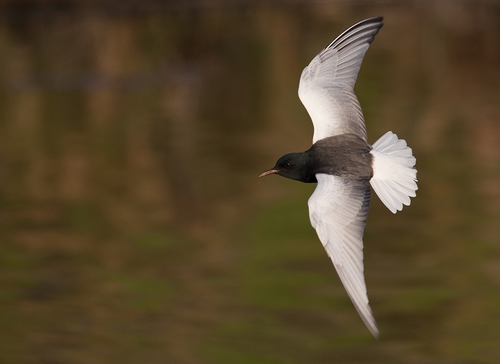 White-winged Tern
