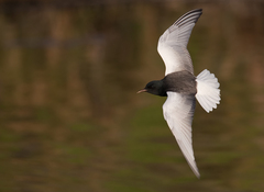 White-Winged Tern photo 5