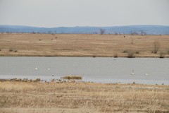 Cygnus columbianus bewickii