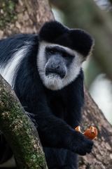 Colobus guereza matschiei