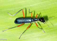 Neocollyris distincta