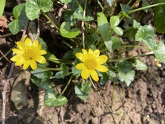 Ficaria verna