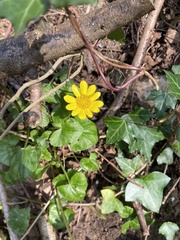 Ficaria verna
