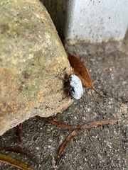 Cyphochilus apicalis